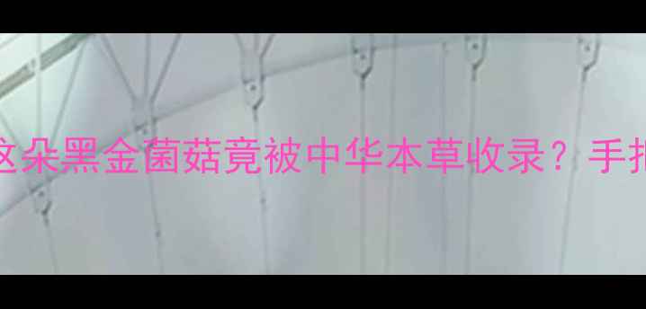 图片 10大功效+养生秘籍！这朵黑金菌菇竟被中华本草收录？手把手教你吃出年轻肌🍄1