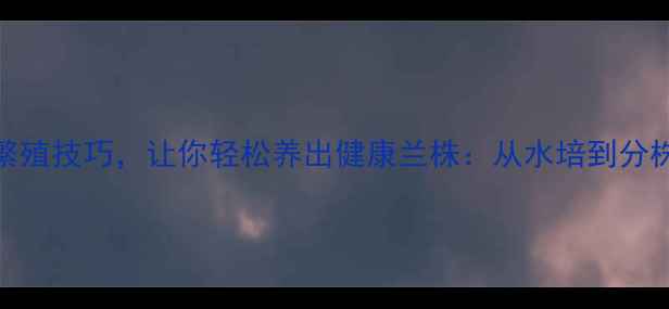 图片 5种兰花养生繁殖技巧，让你轻松养出健康兰株：从水培到分株的完整指南2