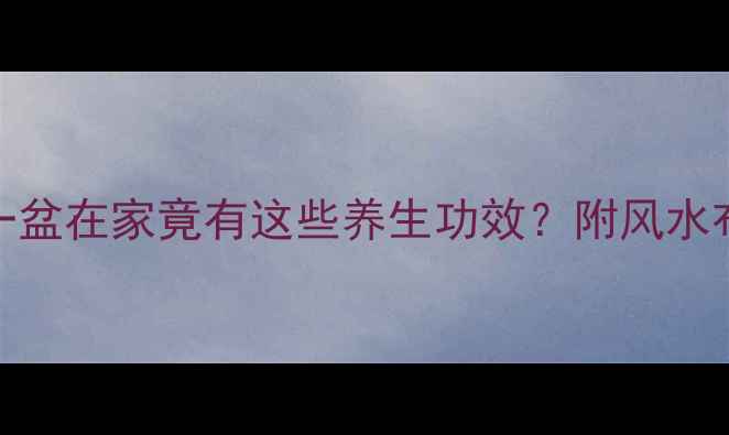 文竹养殖全攻略养一盆在家竟有这些养生功效附风水布局技巧附养护清单