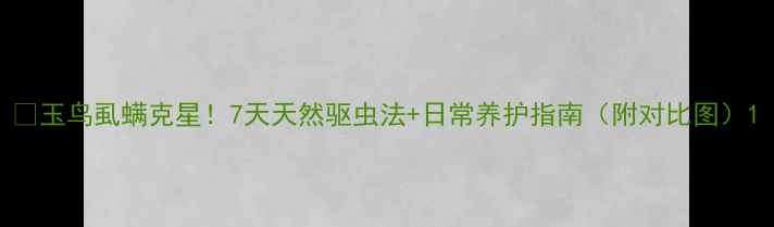 图片 ✨玉鸟虱螨克星！7天天然驱虫法+日常养护指南（附对比图）1