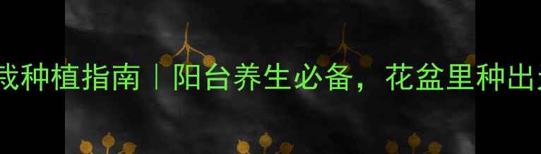 三七家庭盆栽种植指南阳台养生必备花盆里种出天然护心药