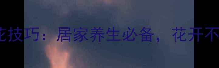 图片 三角梅养花技巧：居家养生必备，花开不断更健康1