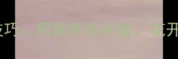 三角梅养花技巧居家养生必备花开不断更健康