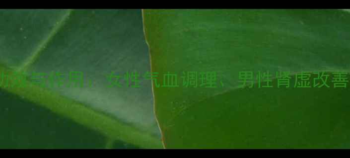 东阿阿胶的养生功效与作用女性气血调理男性肾虚改善及四季进补指南