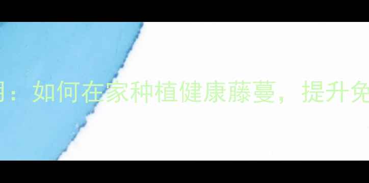 中华藤的养生妙用如何在家种植健康藤蔓提升免疫力与睡眠质量