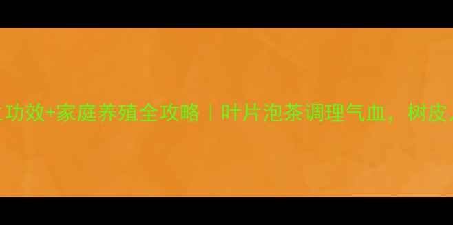 人参榕的养生功效家庭养殖全攻略叶片泡茶调理气血树皮入药安神助眠