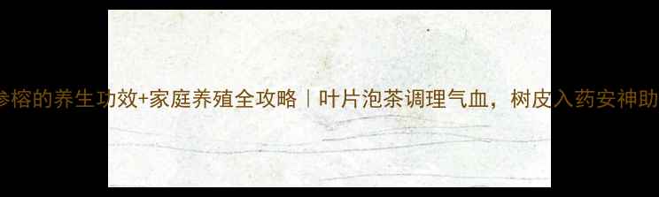 图片 人参榕的养生功效+家庭养殖全攻略｜叶片泡茶调理气血，树皮入药安神助眠2