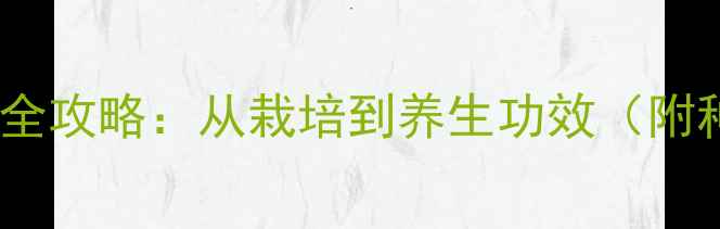养生必看人心果种植全攻略从栽培到养生功效附种植技巧与食疗配方
