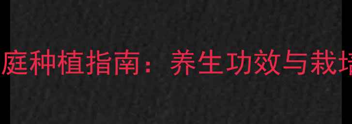 图片 勋章菊家庭种植指南：养生功效与栽培技巧全1