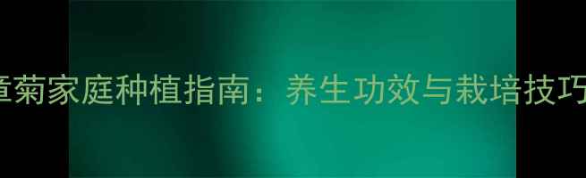 勋章菊家庭种植指南养生功效与栽培技巧全