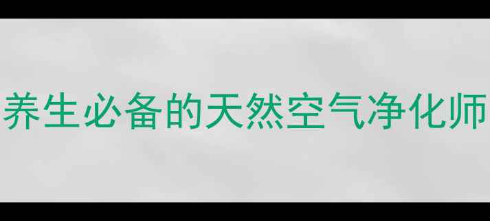 双线竹芋养殖指南居家养生必备的天然空气净化师轻松打造健康生活空间