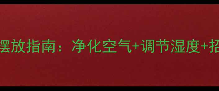 发财树养生功效与风水摆放指南净化空气调节湿度招财进宝的居家保健植物
