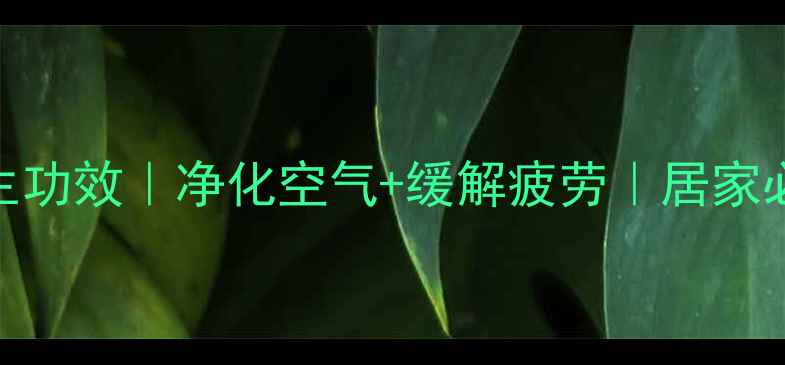 图片 吊兰的5大养生功效｜净化空气+缓解疲劳｜居家必备绿植攻略1