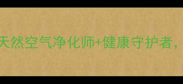 吊兰的养生功效大天然空气净化师健康守护者居家必备的绿植指南