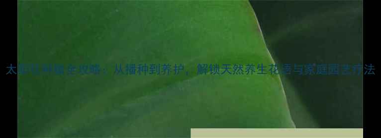 太阳花种植全攻略从播种到养护解锁天然养生花语与家庭园艺疗法