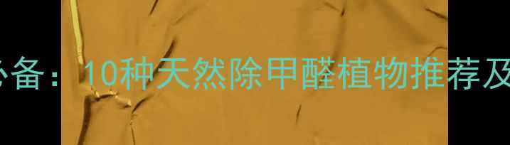 家居养生必备10种天然除甲醛植物推荐及养护指南