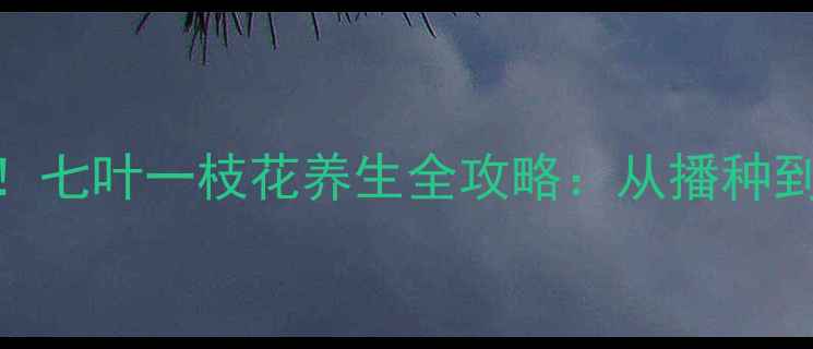 图片 家庭阳台也能种！七叶一枝花养生全攻略：从播种到采收的7步指南1