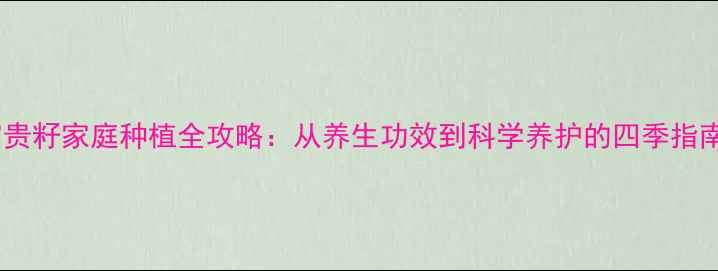 图片 富贵籽家庭种植全攻略：从养生功效到科学养护的四季指南1
