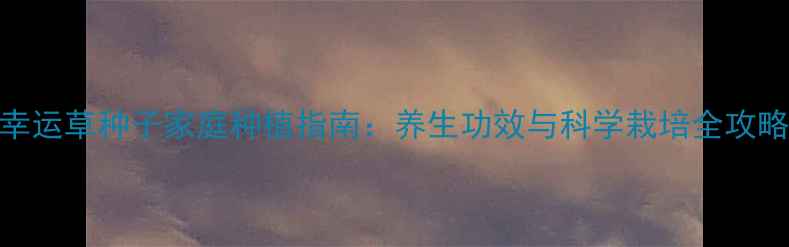 图片 幸运草种子家庭种植指南：养生功效与科学栽培全攻略