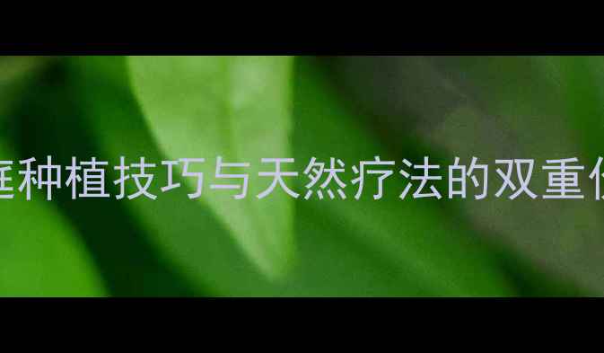 月季花养生指南家庭种植技巧与天然疗法的双重价值附养护全攻略