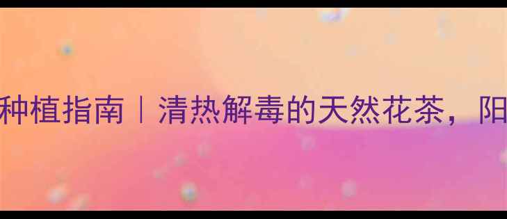 波斯菊养生功效家庭种植指南清热解毒的天然花茶阳台种出健康好气色