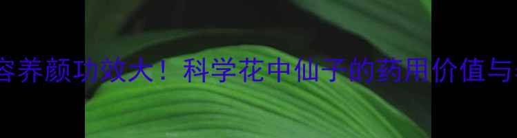 牡丹花美容养颜功效大科学花中仙子的药用价值与养生妙用