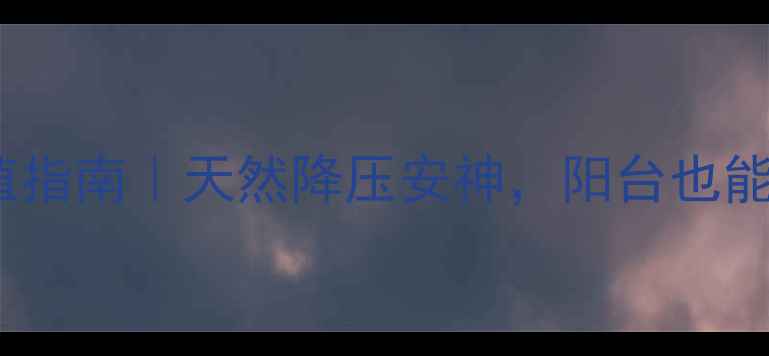 牵牛花养生种植指南天然降压安神阳台也能种出健康花海
