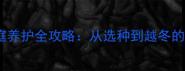 球根海棠家庭养护全攻略从选种到越冬的6大关键技巧