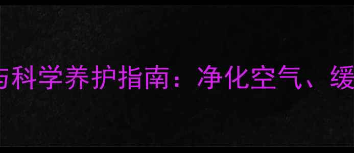 琴叶榕的养生价值与科学养护指南净化空气缓解压力的绿意秘诀