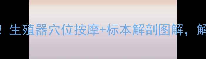 图片 男性养生必看！生殖器穴位按摩+标本解剖图解，解锁黄金养生法