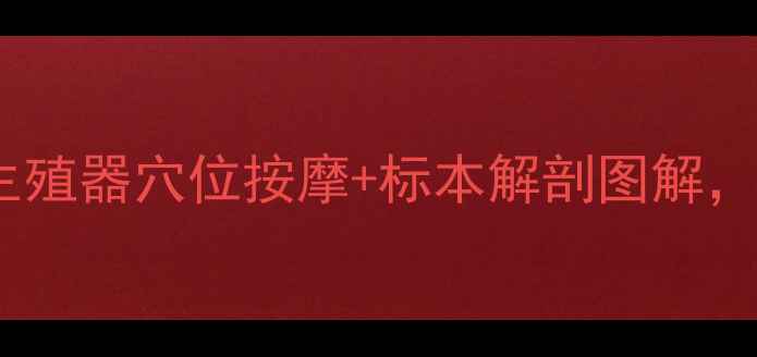 图片 男性养生必看！生殖器穴位按摩+标本解剖图解，解锁黄金养生法1
