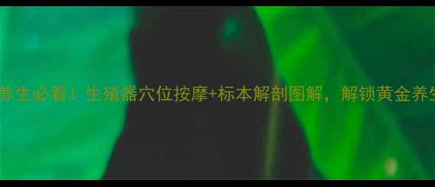 男性养生必看生殖器穴位按摩标本解剖图解解锁黄金养生法