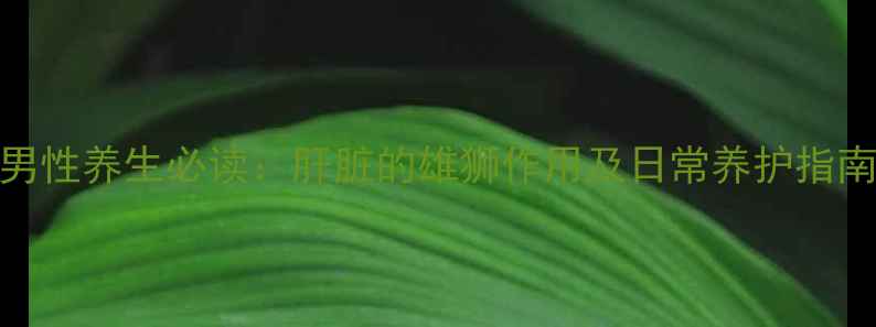 男性养生必读肝脏的雄狮作用及日常养护指南