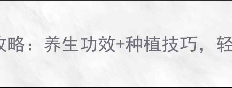 石橄榄家庭种植全攻略养生功效种植技巧轻松收获健康绿意