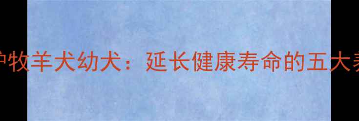 科学养护牧羊犬幼犬延长健康寿命的五大养生法则