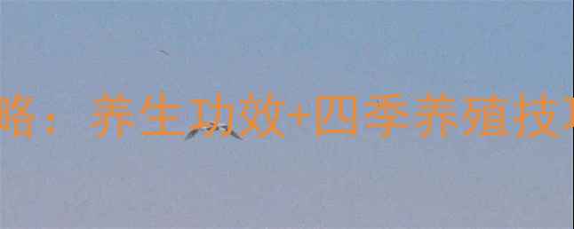 图片 紫元宝花居家养护全攻略：养生功效+四季养殖技巧，助你打造天然氧吧1