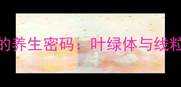 细胞能量工厂的养生密码叶绿体与线粒体的协同作用