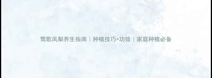 图片 莺歌凤梨养生指南｜种植技巧+功效｜家庭种植必备