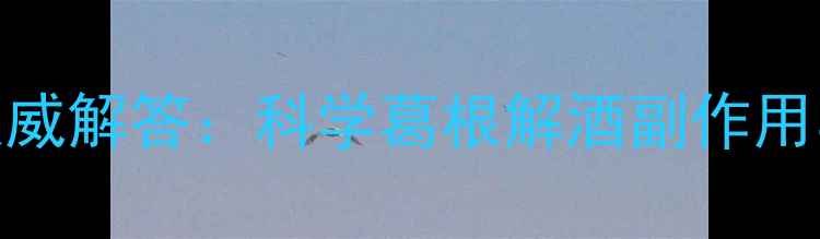 葛根解酒权威解答科学葛根解酒副作用与养生指南