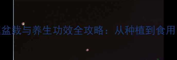 蝴蝶花家庭盆栽与养生功效全攻略从种植到食用的完整指南