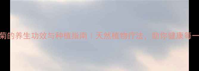 雏菊的养生功效与种植指南天然植物疗法助你健康每一天