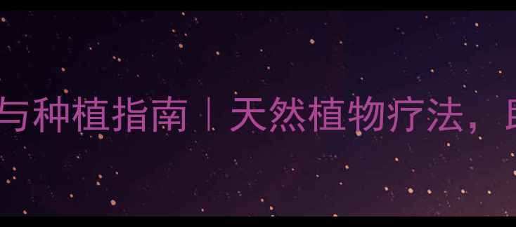 图片 雏菊的养生功效与种植指南｜天然植物疗法，助你健康每一天1