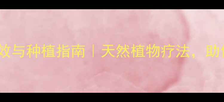 图片 雏菊的养生功效与种植指南｜天然植物疗法，助你健康每一天2