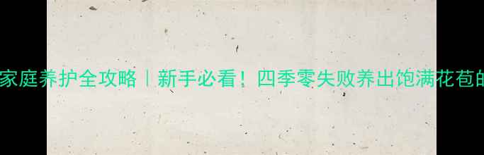 风雨兰家庭养护全攻略新手必看四季零失败养出饱满花苞的秘诀