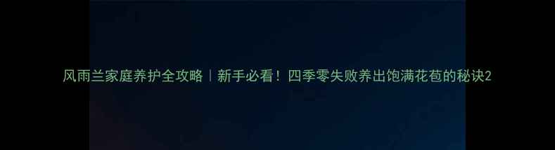 图片 风雨兰家庭养护全攻略｜新手必看！四季零失败养出饱满花苞的秘诀2