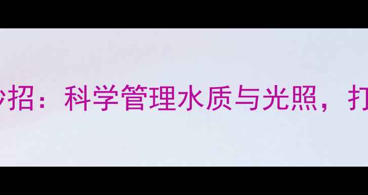 鱼缸定时器养生妙招科学管理水质与光照打造健康家居环境