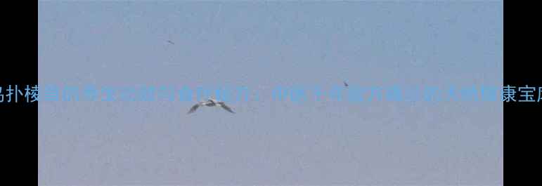 鸟扑棱草的养生功效与食疗秘方中医千年验方揭示的天然健康宝库