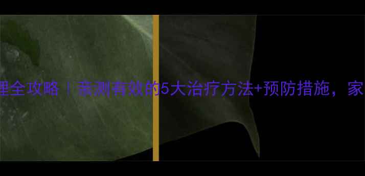 小儿风疹护理全攻略亲测有效的5大治疗方法预防措施家长必看