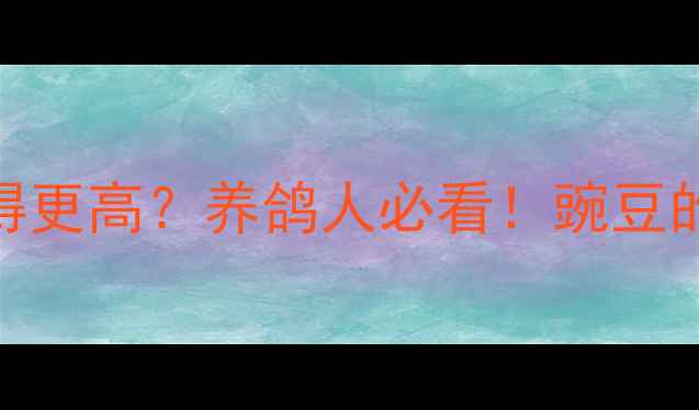 鸽子吃了能飞得更高养鸽人必看豌豆的5大养生秘籍