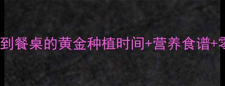 秋葵养生全攻略从播种到餐桌的黄金种植时间营养食谱零失败技巧附高清图解